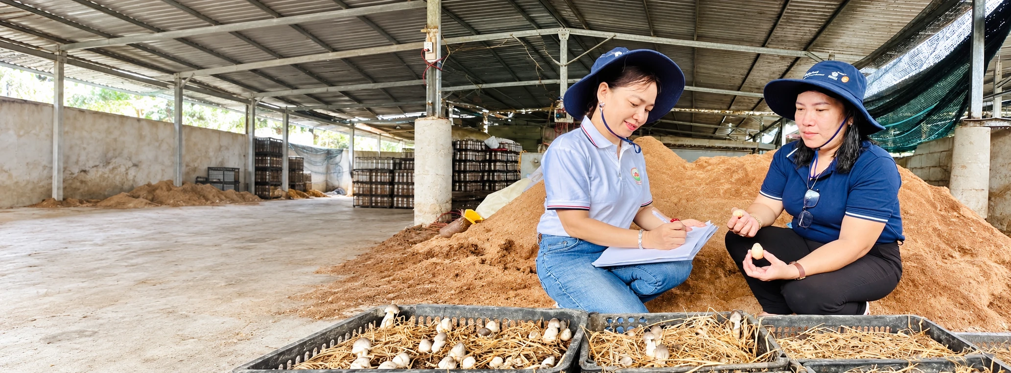 Hai người đội mũ rộng vành kiểm tra nấm trong khay rơm, phía sau là đống giá thể trong nhà xưởng