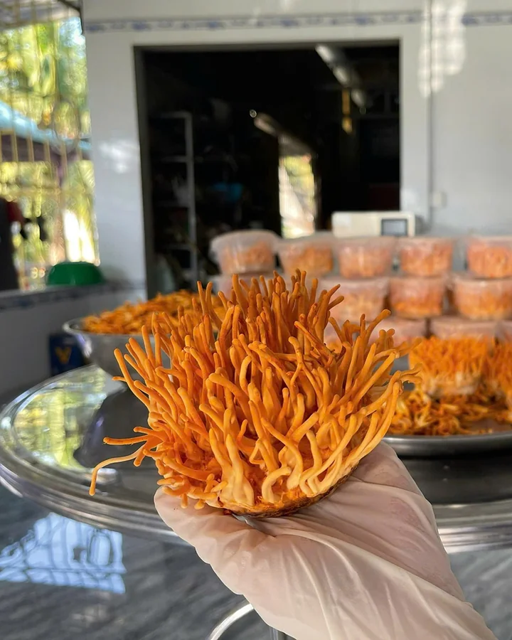 Bàn tay đeo găng cầm một khối đông trùng hạ thảo màu cam vừa thu hái, phía sau là các hộp đông trùng hạ thảo