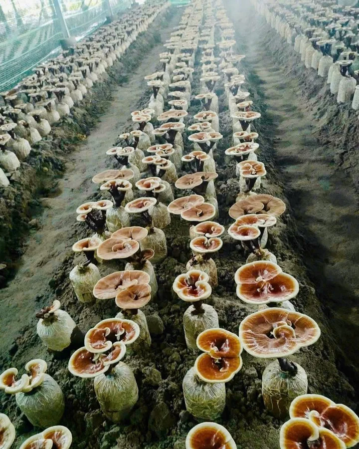 Những hàng nấm linh chi mọc từ bịch phôi đặt trên luống đất, kéo dài theo lối đi trong nhà nuôi